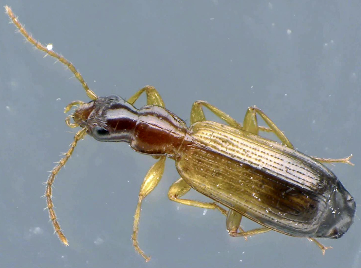 Dromius linearis